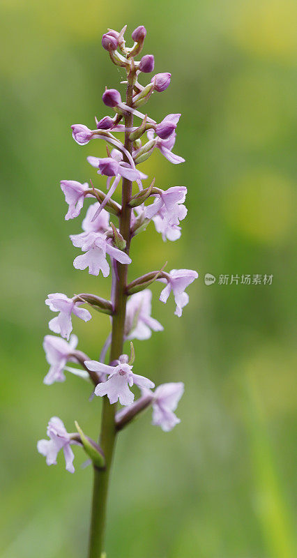 香兰花（Gymnadenia conopsea）